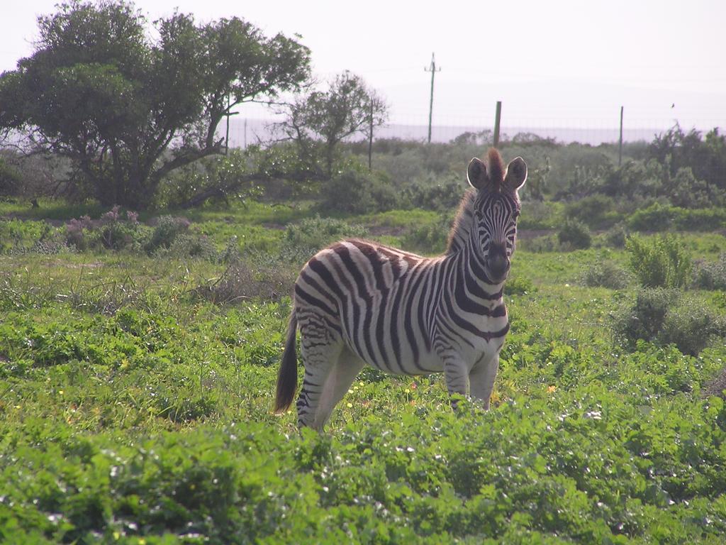 Thali Thali Game Lodge Langebaan Exterior foto